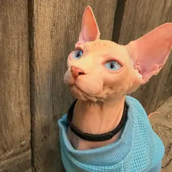 Sphynx Males
