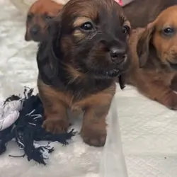 Long haired Sable cream Dachshund puppies last 1