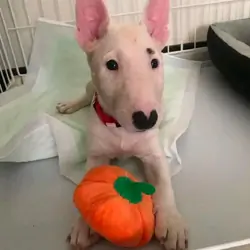 12 Weeks Old Bull Terrier Puppy 🐾