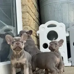 Registered French Bulldog Puppies – Health Test