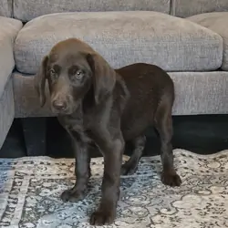 Labrador Retriever