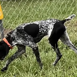 10-Mo-Old AKC GSP – Family Friendly
