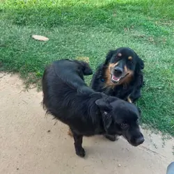 Australian Shephard mix with golden retreiver