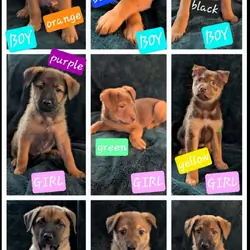 Husky/Sheppard/Malinois puppy