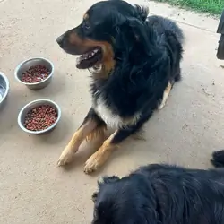 Australian Shepherd mix with golden retriever