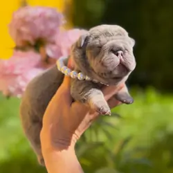 French Bulldog