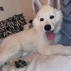 Beautiful Fluffy White Puppy Looking for a Loving