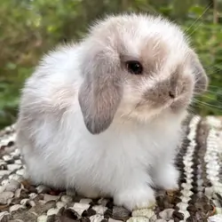 Pedigreed Holland Lop • Exceptional Temperament!