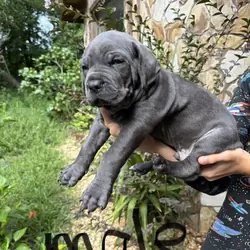 Cane Corso puppies