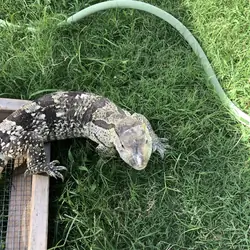 Whit Throat Monitor