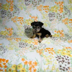 Female Yorkie Puppies