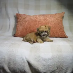 Morkie Puppies