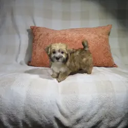 Morkie Puppies