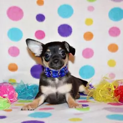 QiQi and Feliz's Litter