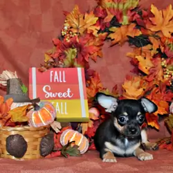 QiQi and Feliz's Litter