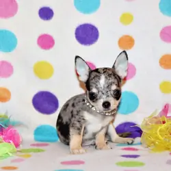 Bibiana/Javi's Litter - Gorgeous Small Apple Heads
