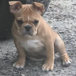 Fenchton puppies