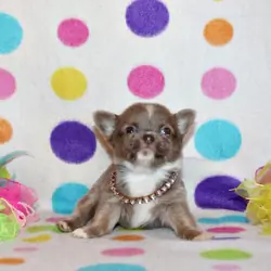 Zari and Javi's Litter - Tiny Apple Head Babies