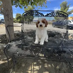 miniature Poodle