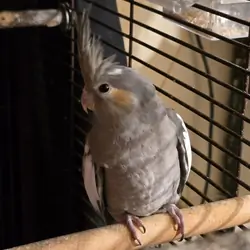Baby Cockatiels