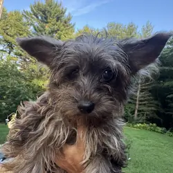 Yorkipoo girl