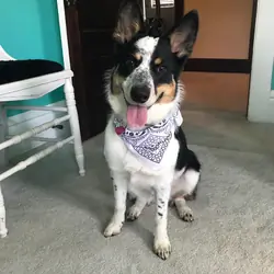 Cattle Dog