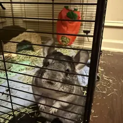 Chinchillas