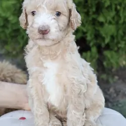 Standard poodle puppies