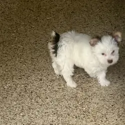 YORKSHIRE TERRIER PUPPY