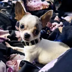 Tiny Blue Merle Piebald Chihuahua Male