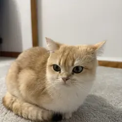 British shorthair