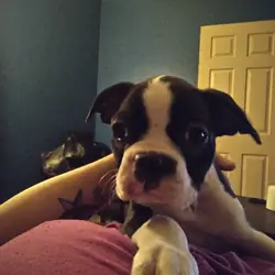 Boston terrier puppies