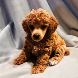 Toy Poodle Puppies, 9 weeks Old