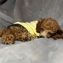 Toy Poodle Puppy, 10 weeks Old