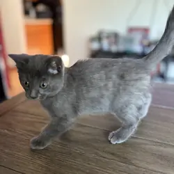 Ragdoll/Bengal Mix Kittens