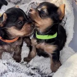 Tiny male Yorkie