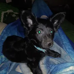 Re-home beautiful fluffy black male Terrier mix.