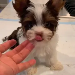 Teacup Yorkie puppies for sell