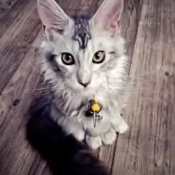 Stunning & Sweet Silver Tabby Maine Coon