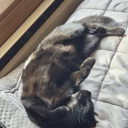 Cat rehome