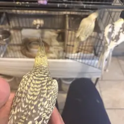 Cockatiel