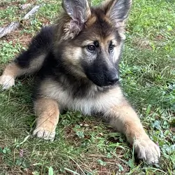 Sweet lovable pure bred female German shepherd