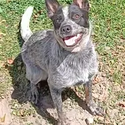 Australian Cattle Dog