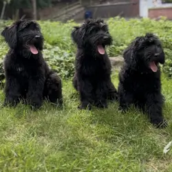 Giant Schnauzer Puppies