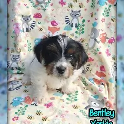 Bentley Male Yorkshire Terrier