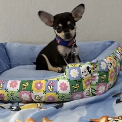 Tiny Chihuahua Puppy