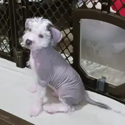 Chinese Crested Mix