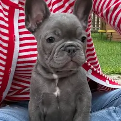Male French Bull Dog - Snickers