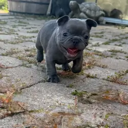 Male French Bull Dog - Snickers