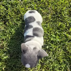 Male French Bull Dog - Winton